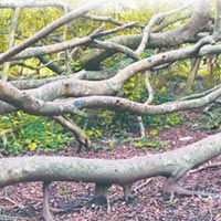 Giáo án Tiếng Việt 5: Dưới những tán xanh