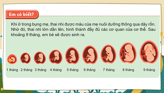 PowerPoint Khoa học 5 Sự sinh sản ở người