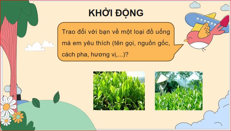 Những búp chè trên cây cổ thụ