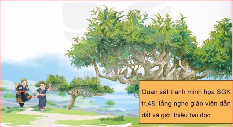 Những búp chè trên cây cổ thụ