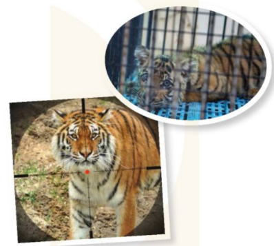 Tiếng Anh 12 Unit 8 Listening Global Success