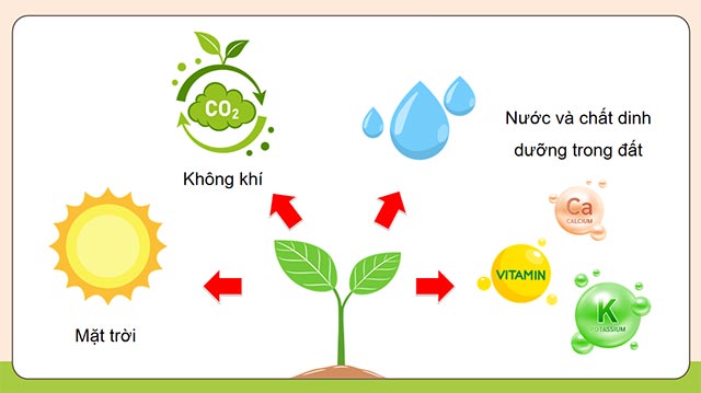 Giáo án PowerPoint Khoa học 5 Chân trời sáng tạo