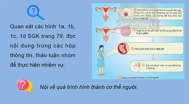 PowerPoint Khoa học 5 Sự sinh sản ở người