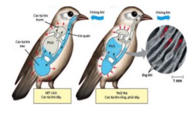 Đề thi thử THPT Quốc gia môn Sinh - Đề 2