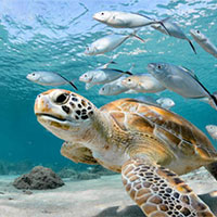 Giáo án Khoa học tự nhiên 7 Bài 39: Sinh sản vô tính ở sinh vật