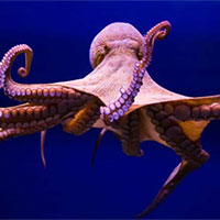 Giáo án Khoa học tự nhiên 7 Bài 41: Một số yếu tố ảnh hưởng và điều hòa điều khiển sinh sản ở sinh vật