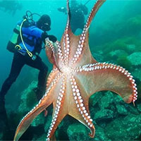 Giáo án Khoa học tự nhiên 7 Bài 42: Cơ thể sinh vật là một thể thống nhất