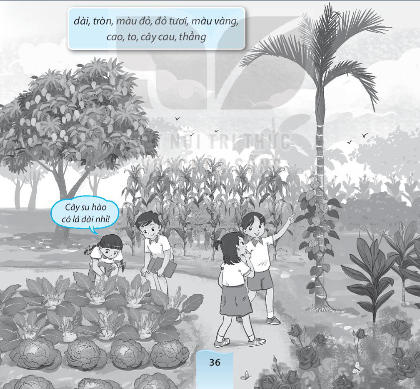 Vở bài tập Tự nhiên và xã hội lớp 3 trang 36, 37, 38 Bài 13: Một số bộ phận của thực vật - Kết nối tri thức (ảnh 1)