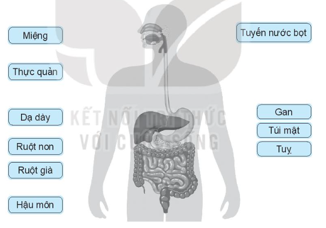 Vở bài tập Tự nhiên và xã hội lớp 3 trang 48, 49 Bài 18: Cơ quan tiêu hoá - Kết nối tri thức (ảnh 1)