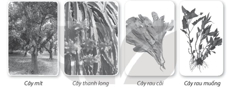 Vở bài tập Tự nhiên và xã hội lớp 3 trang 36, 37, 38 Bài 13: Một số bộ phận của thực vật - Kết nối tri thức (ảnh 1)