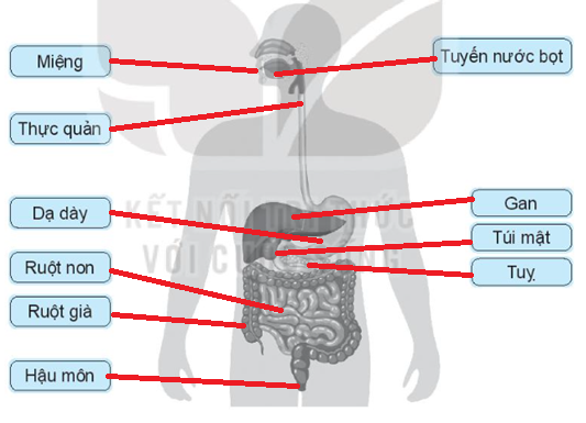 Vở bài tập Tự nhiên và xã hội lớp 3 trang 48, 49 Bài 18: Cơ quan tiêu hoá - Kết nối tri thức (ảnh 1)