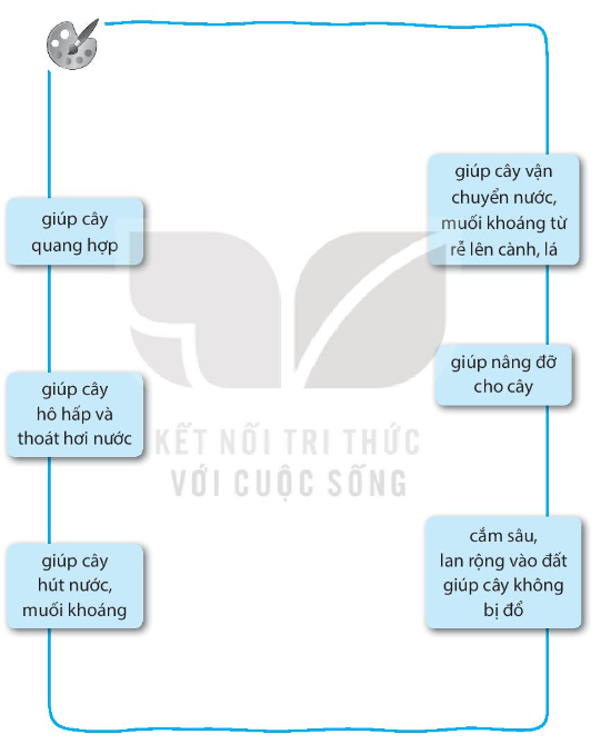 Vở bài tập Tự nhiên và xã hội lớp 3 trang 39, 40 Bài 14: Chức năng một số bộ phận của thực vật - Kết nối tri thức (ảnh 1)