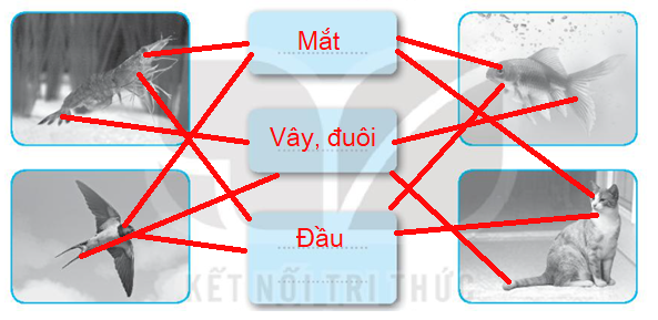 Vở bài tập Tự nhiên và xã hội lớp 3 trang 41, 42 Bài 15: Một số bộ phận của động vật và chức năng của chúng - Kết nối tri thức (ảnh 1)