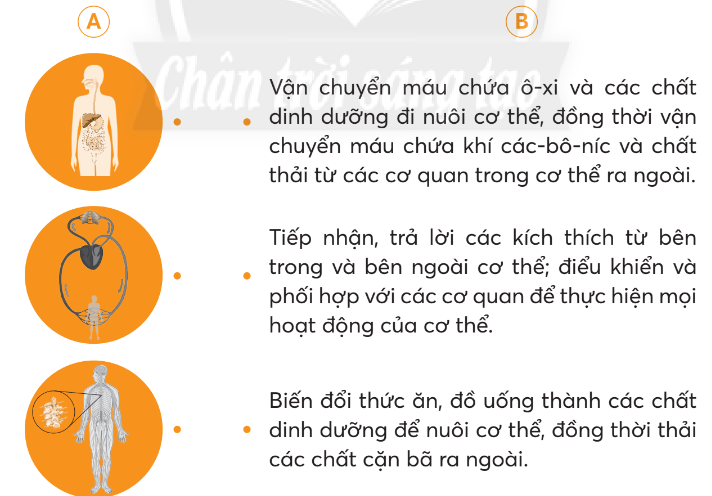 Vở bài tập Tự nhiên và xã hội lớp 3 trang 70, 71 Bài 25: Ôn tập chủ đề con người và sức khoẻ - Chân trời sáng tạo (ảnh 1)
