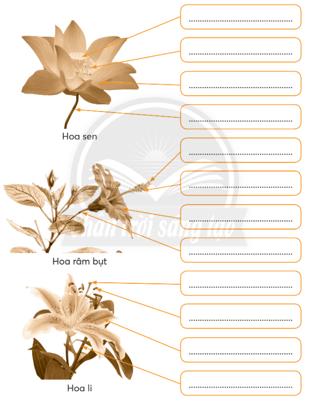 Vở bài tập Tự nhiên và xã hội lớp 3 trang 46, 47, 48 Bài 16: Hoa và quả - Chân trời sáng tạo (ảnh 1)