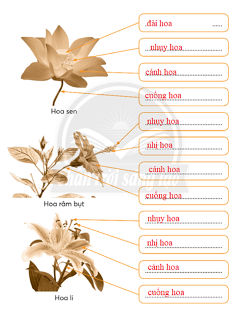 Vở bài tập Tự nhiên và xã hội lớp 3 trang 46, 47, 48 Bài 16: Hoa và quả - Chân trời sáng tạo (ảnh 1)