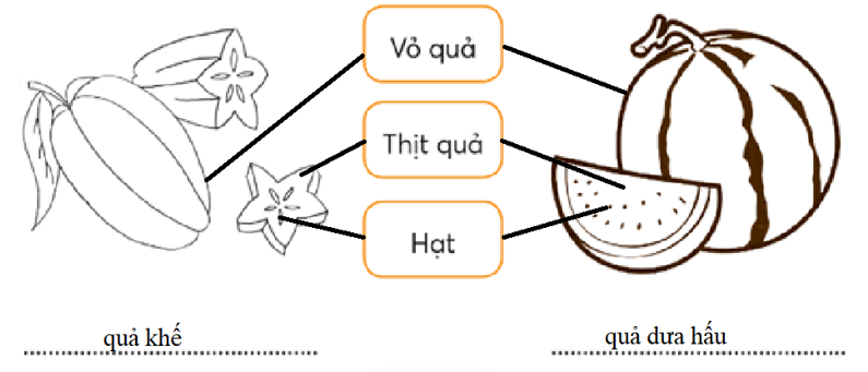 Vở bài tập Tự nhiên và xã hội lớp 3 trang 46, 47, 48 Bài 16: Hoa và quả - Chân trời sáng tạo (ảnh 1)