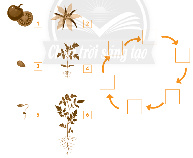 Vở bài tập Tự nhiên và xã hội lớp 3 trang 46, 47, 48 Bài 16: Hoa và quả - Chân trời sáng tạo (ảnh 1)