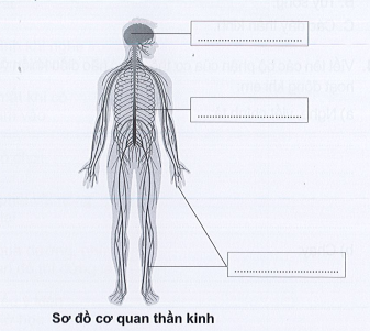 Vở bài tập Tự nhiên và xã hội lớp 3 trang 57, 58, 59, 60 Bài 17: Cơ quan thần kinh - Cánh diều (ảnh 1)