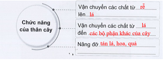 Vở bài tập Tự nhiên và xã hội lớp 3 trang 38, 39, 40, 41, 42 Bài 12: Các bộ phận của thực vật và chức năng của chúng - Cánh diều (ảnh 1)