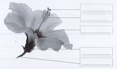 Vở bài tập Tự nhiên và xã hội lớp 3 trang 38, 39, 40, 41, 42 Bài 12: Các bộ phận của thực vật và chức năng của chúng - Cánh diều (ảnh 1)