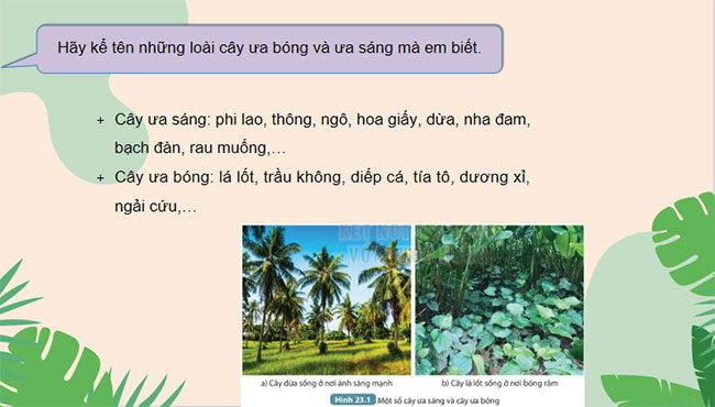 Giáo án Khoa học tự nhiên 7 Bài 23