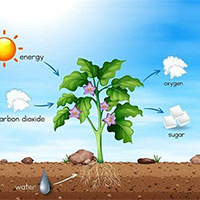 Giáo án Khoa học tự nhiên 7 Bài 27: Thực hành Hô hấp ở thực vật