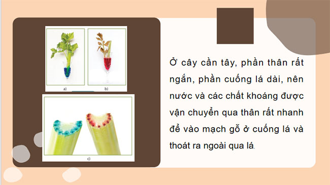 PowerPoint KHTN 7 Bài 32