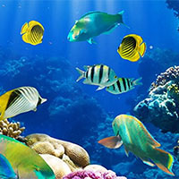 Giáo án Khoa học 5 Ôn tập chủ đề Sinh vật và môi trường