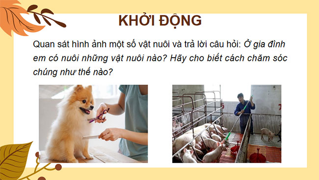 Nuôi dưỡng và chăm sóc vật nuôi