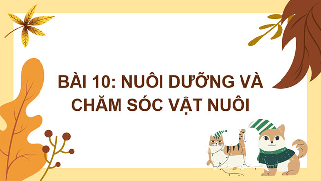 Nuôi dưỡng và chăm sóc vật nuôi