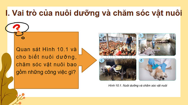 Nuôi dưỡng và chăm sóc vật nuôi
