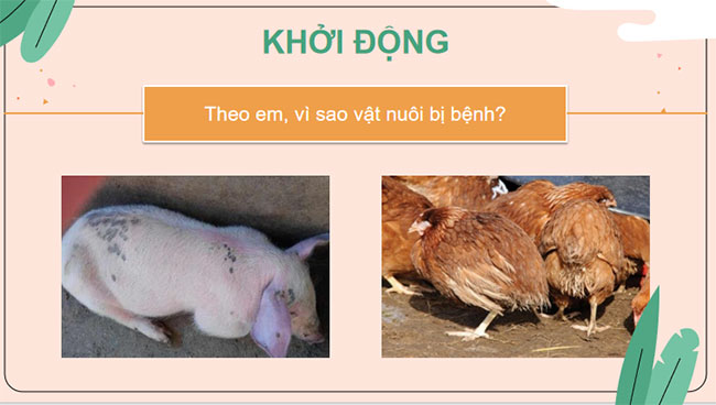 Phòng và trị bệnh cho vật nuôi