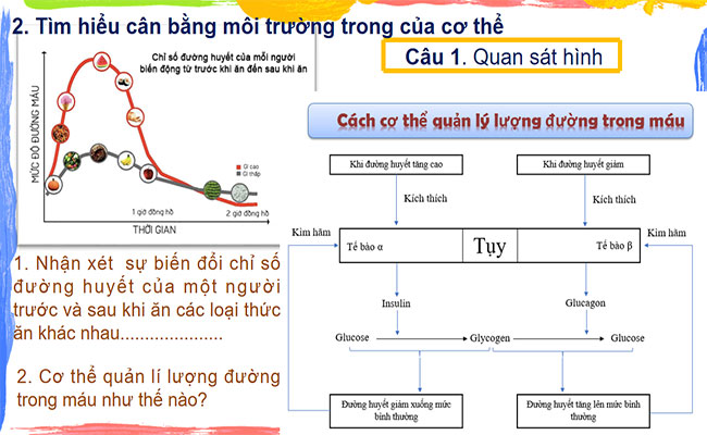 Điều hòa môi trường trong của cơ thể người