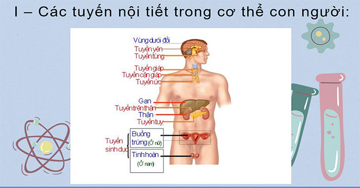 Hệ nội tiết ở người