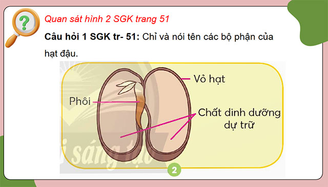 PowerPoint Khoa học 5 Sự lớn lên và phát triển của thực vật