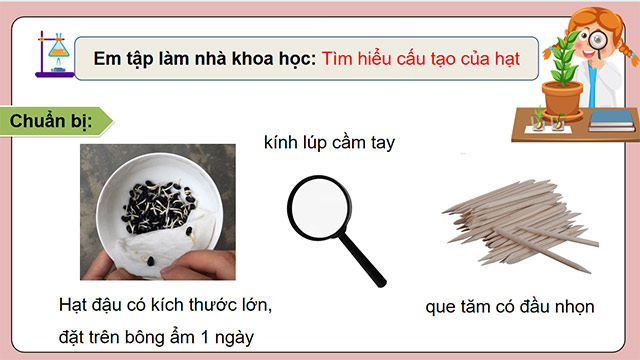 PowerPoint Khoa học 5 Sự lớn lên và phát triển của thực vật