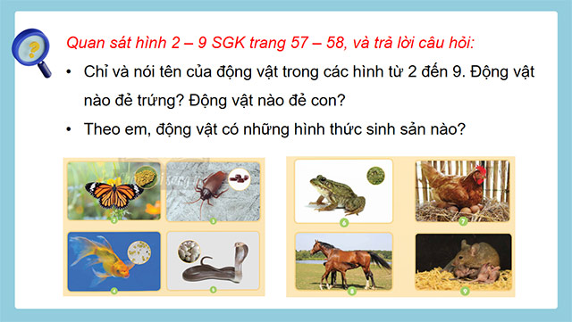 PowerPoint Khoa học 5 Sự sinh sản của động vật