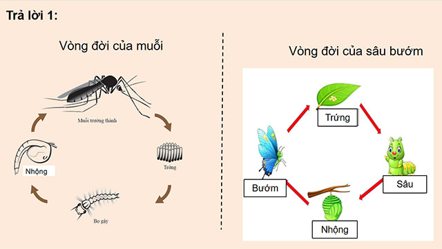 PowerPoint Khoa học 5 Ôn tập chủ đề Thực vật và động vật