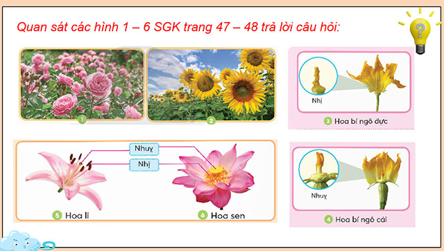 PowerPoint Khoa học 5 Sự sinh sản của thực vật có hoa