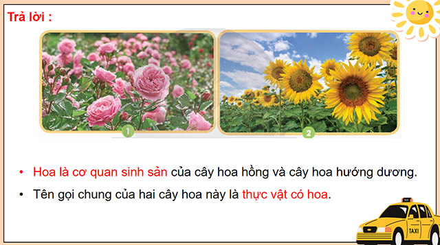 PowerPoint Khoa học 5 Sự sinh sản của thực vật có hoa