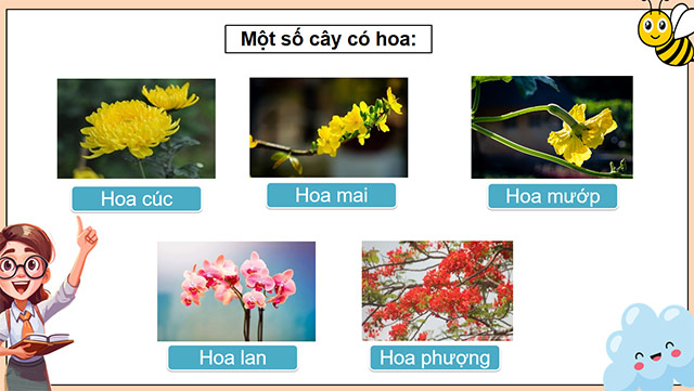 PowerPoint Khoa học 5 Sự sinh sản của thực vật có hoa