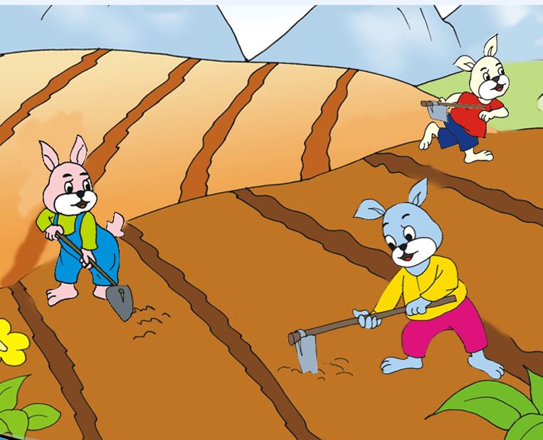 cay rau cai 3*716457