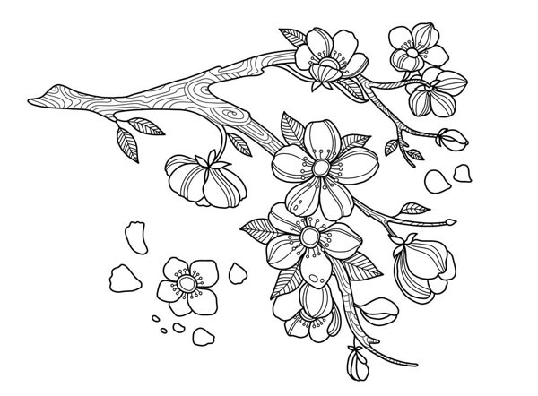 Tranh tô màu hoa đào