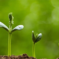 Giáo án Công nghệ 7 Bài 5: Nhân giống vô tính cây trồng