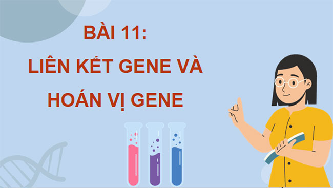 Liên kết gene và hoán vị gene