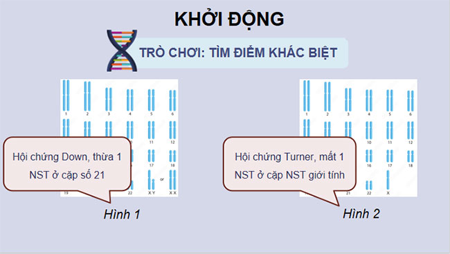 Đột biến nhiễm sắc thể