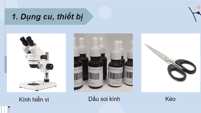 Thực hành Quan sát một số dạng đột biến nhiễm sắc thể