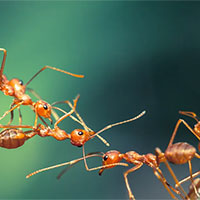 Giáo án Ngữ văn 7 Bài 6: Thực hành tiếng Việt trang 13