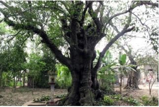 Vở bài tập Tiếng Việt lớp 5 Tập 2 trang 31 Bài tập